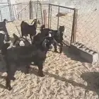 تيوس للبيع