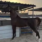 حصان
