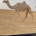 نياق