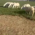 غنم
