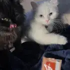 قطط شيرازي