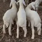 طليان حري
