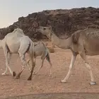 خلفه شقحا اول ولده له ثنيه طيبه