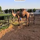بعير