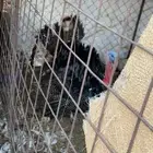 دجاج رومي