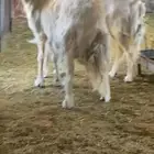 شاتين تامات