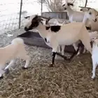 معزا نظيفة للبيع