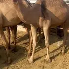 ناقة خفوت حمرا