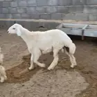 طليان بهم حري