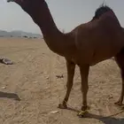 فحل ساحلي ثني تم البيع