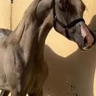 مهره واهو جمال