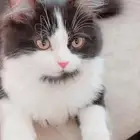 3 قطط للبيع نوع شيرازي
