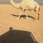 بعير