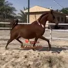 فرس عربيه شعبيه