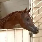 حصان واهو الييع مستعجل