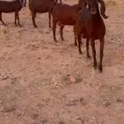 معزاء مشاريك قبرصي مضاريع