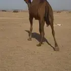 بكره ساحليه لقحه