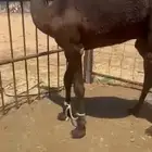 قعود فل الفل مغلق للبيع