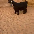 عنز عارضية دافع كفو