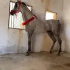 حصان ( شتويه ) واهو