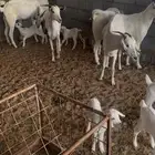 معزا بيش 5 تحتها 6