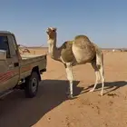 البعير ولد المفدع اول انتاجه القعود المرفق بصوره