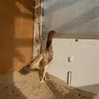 دجاجة شامو ياباني
