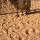 عنز مضرع مشروكة مصري