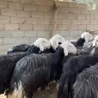 غنم للبيع