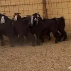 تيوس عوارض مخاصي وجفار