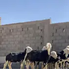مراح شياه نجد دفيع بفحلها