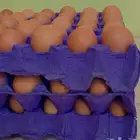 بيض لوهمان براون مخصب ( تم البيع )