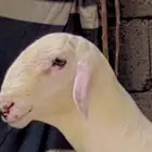 يوجد قروب سوق صهبان للحلال قروب كفو جدا