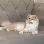 يوجد عندي قط سكوتش للتبني