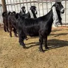 للبيع معزاء عوارض