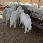 طليان جبره تم البيع