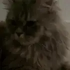 تبني