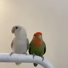 متجر ببغائي