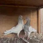 حمام بكستاني لاكا