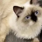 قطه هملايا للتبني العمر سنه وخمسه شهور