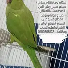 للبيع بغبغاء الدره عمره 6 شهور ويقبل المسح على الراس ومتكلم