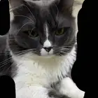 قط بيت اليف ولعوب للبيع