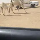 حدرها قعود