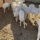 رخال تربيه فاخره تم البيع