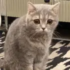 قطة سكوتش ستريت انثى للبيع