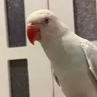 طير در ه هولندي فايولت