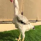 دجاجة فارسي