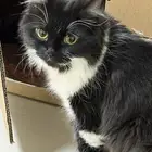 قطة للتبني لوجه الله