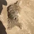 كلب شيتزو
