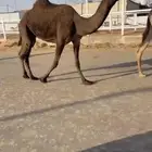 لقحه دبيانيه
